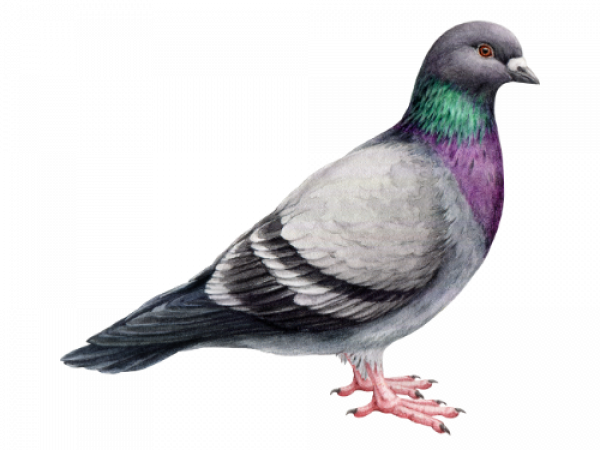 10.png