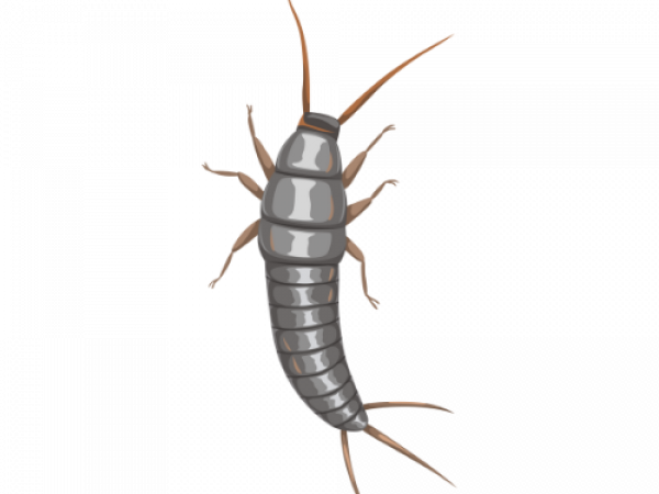 11.png