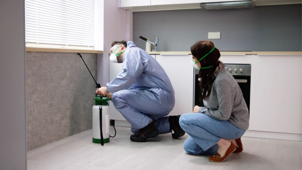 Schädlinge bekämpfen in Düsseldorf Professionelle Schädlingsbekämpfung - Schädlingsjäger - Kammerjäger