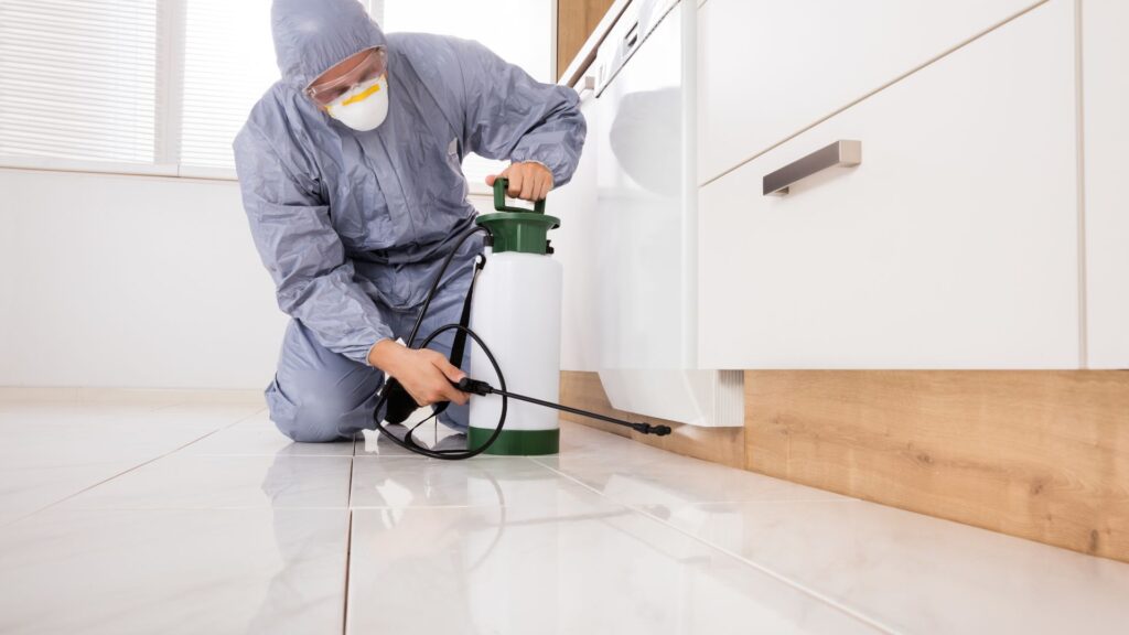 Schädlingsbekämpfung Notdienst Düsseldorf – 24h Hilfe vom Profi Schädlingsjäger Düsseldorf