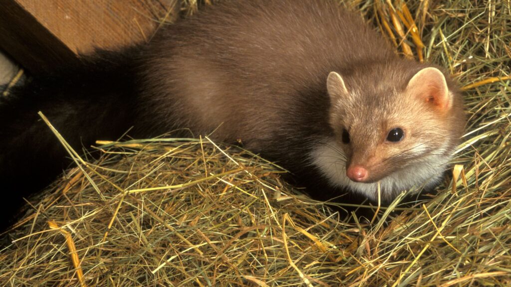 Marder auf dem Dachboden, was tun Schädlingsjäger Düsseldorf - Schädlingsbekämpfung - Kammerjäger Notdienst