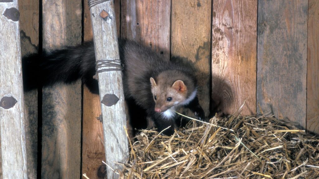Marder auf dem Dachboden, was tun Schädlingsjäger Düsseldorf - Schädlingsbekämpfung - Kammerjäger Notdienst