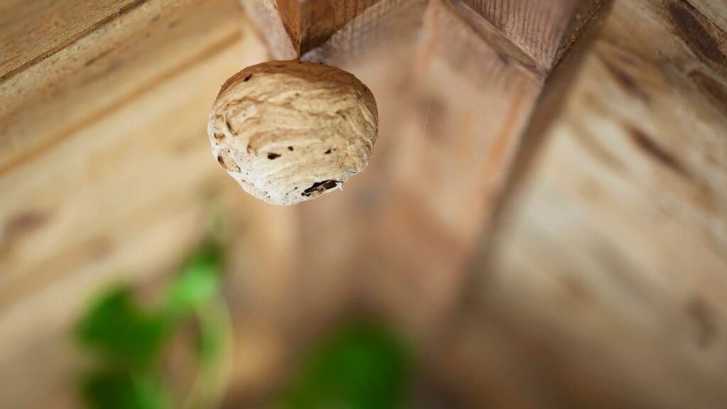 Wespennest entfernen in Düsseldorf – sicher & professionell - Schädlingsjäger Düsseldorf - Kammerjäger - Schädlingsbekämpfung