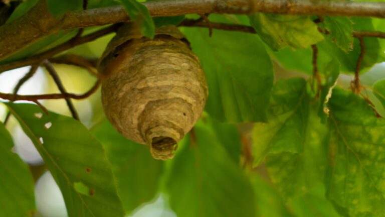 Wespennest entfernen in Düsseldorf – sicher & professionell - Schädlingsjäger Düsseldorf - Kammerjäger - Schädlingsbekämpfung