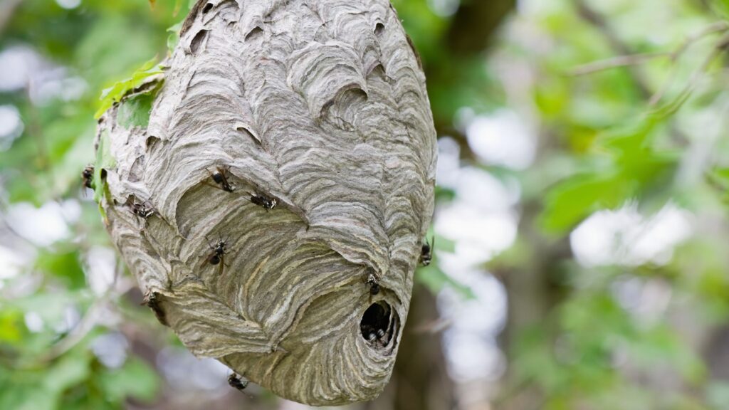 Hornissennest in Düsseldorf - Schädlingsjäger - Kammerjäger - Schädlingsbekämpfung - Hornissenbekämpfung - Notdienst