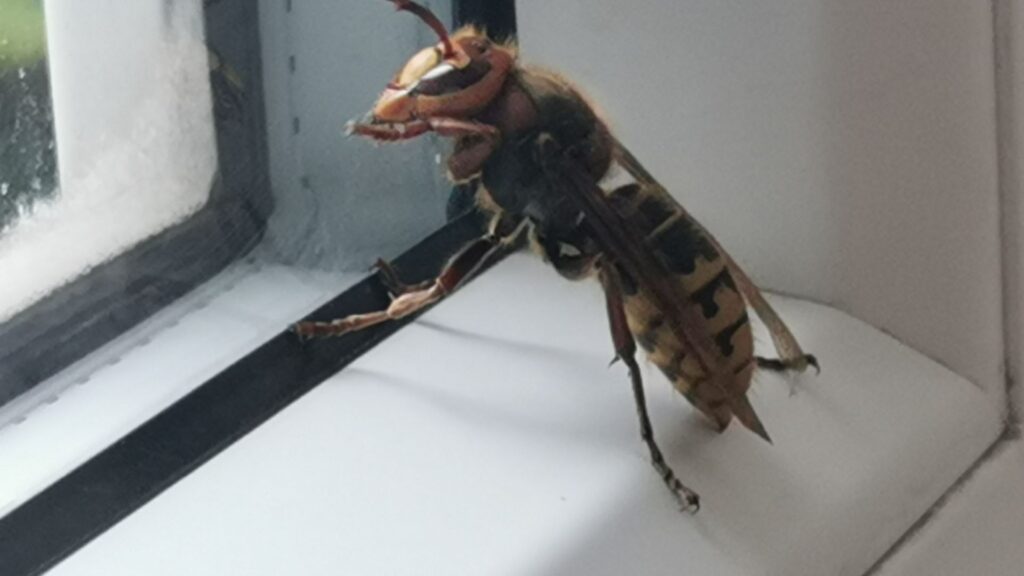 Hornissennest in Düsseldorf - Schädlingsjäger - Kammerjäger - Schädlingsbekämpfung - Hornissenbekämpfung - Notdienst