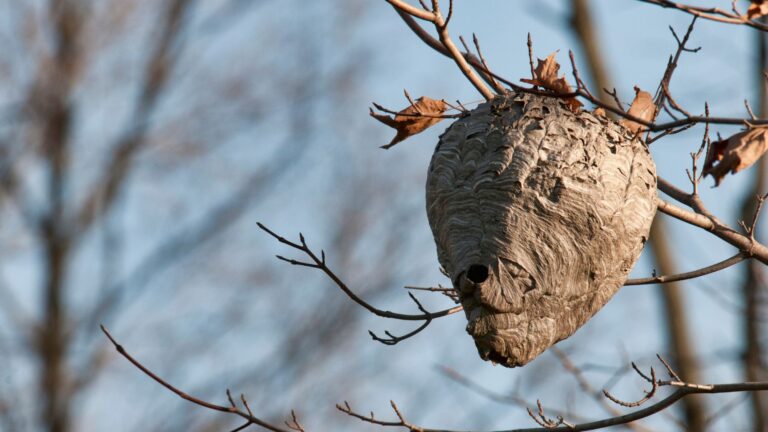 Hornissennest in Düsseldorf - Schädlingsjäger - Kammerjäger - Schädlingsbekämpfung - Hornissenbekämpfung - Notdienst