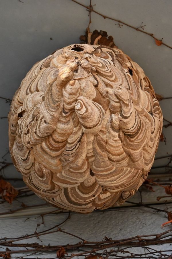 Hornissennest in Düsseldorf - Schädlingsjäger - Kammerjäger - Schädlingsbekämpfung - Hornissenbekämpfung - Notdienst