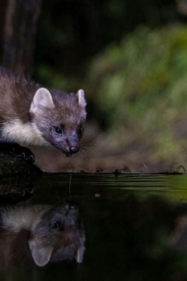 Marder auf dem Dachboden, was tun Schädlingsjäger Düsseldorf - Schädlingsbekämpfung - Kammerjäger Notdienst