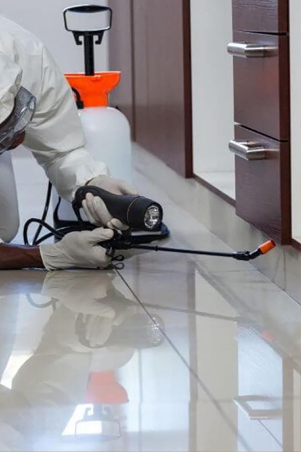 Schädlingsprävention in Düsseldorf - Schädlingsjäger Düsseldorf