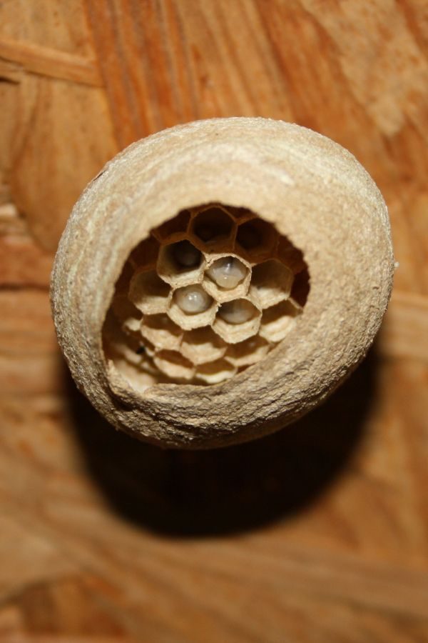 Wespennest entfernen in Düsseldorf – sicher & professionell - Schädlingsjäger Düsseldorf - Kammerjäger - Schädlingsbekämpfung